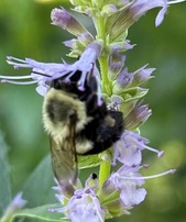 Bee on Hyssop