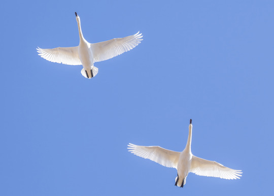Two swans soar overhead on a clear, blue-sky day.