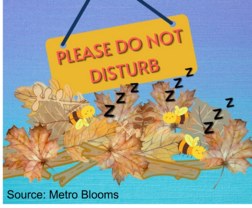 Please do not disturb sleeping pollinators graphic