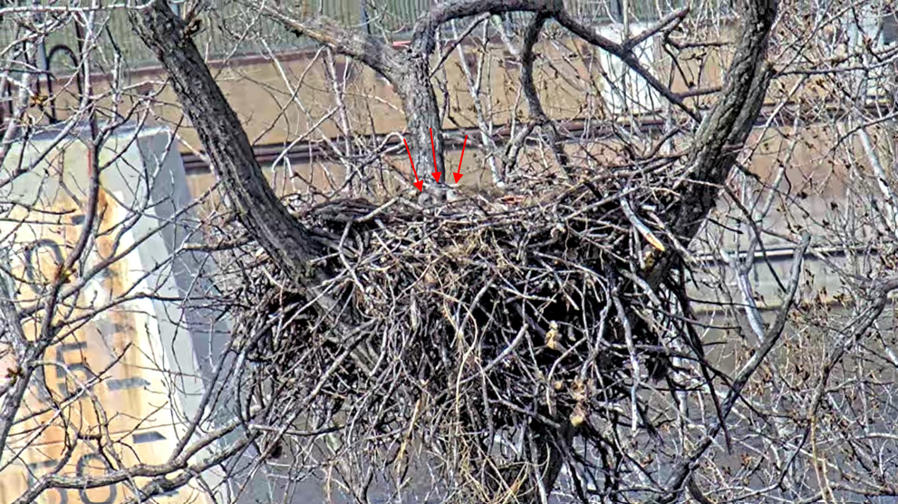 Three eagle chicks in the eagle nest. 