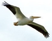 A white pelican flies overhead.