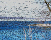 A huge swarm of birds takes flight from a lake.