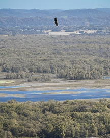 An eagle soars over bluffs and riverway. 