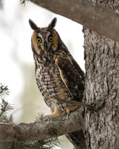 An owl looks at the camera with piercing yellow eyes from a tree branch. 