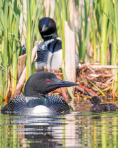 Two adult loons and their chick wade along the shoreline of a lake. 