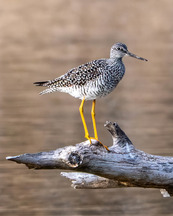 A light tan bird with bright yellow legs stands on a log above a calm lake.