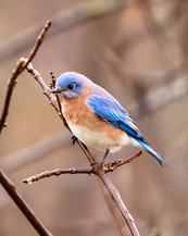 A bluebird perches on a branch. 