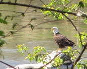 A bald eagle sits on a log in the middle of a river.