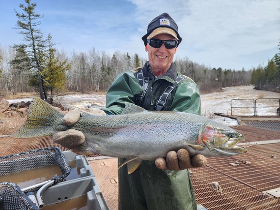 Knife River Steelhead