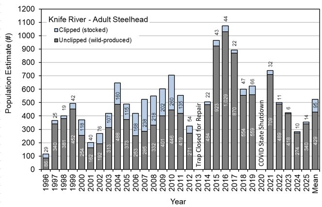 Knife River Trap Steelhead Abundance by Year Figure (thru 2025)