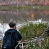 A teen uses their phone to take a photo of two swans swimming nearby. 