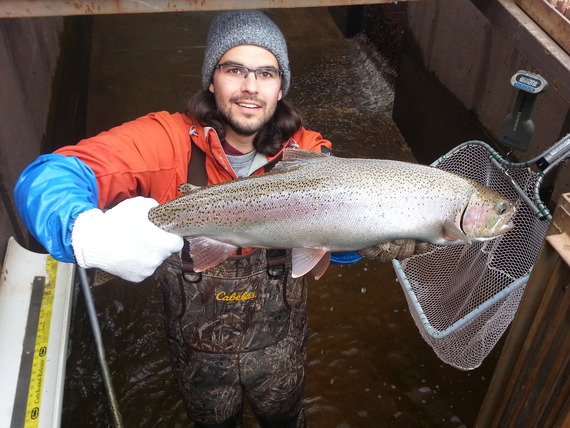 Giant Steelhead captured in the Knife River adult fish trap