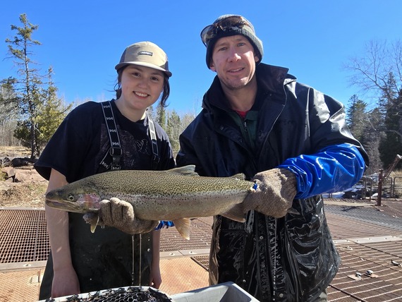MN DNR staff holding a steelhead captured at the Knife River Fish Trap