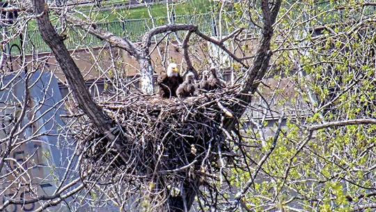 Three eaglets and one parent in the nest. 