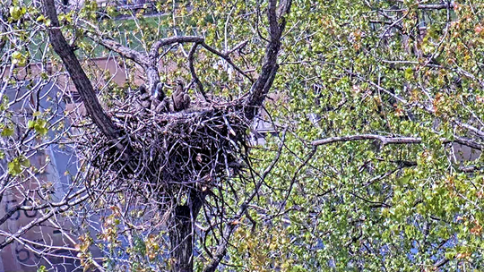 Three eaglets in the nest.