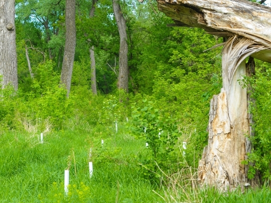 Forestland in Minnesota 