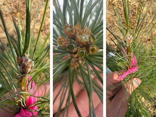 Missing seedlings on white pine buds