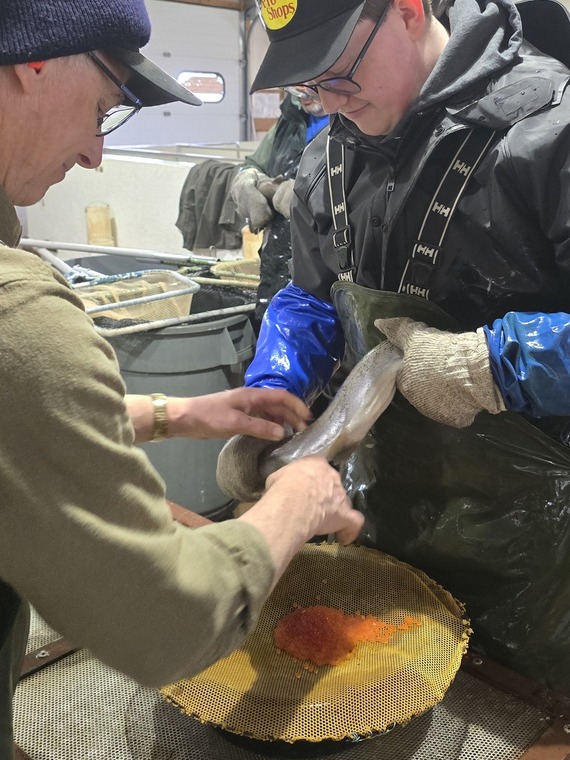 MN DNR staff spawning steelhead rainbow trout at French River Hatchery, Duluth, Minnesota