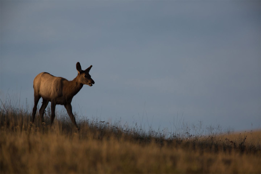 an elk calf