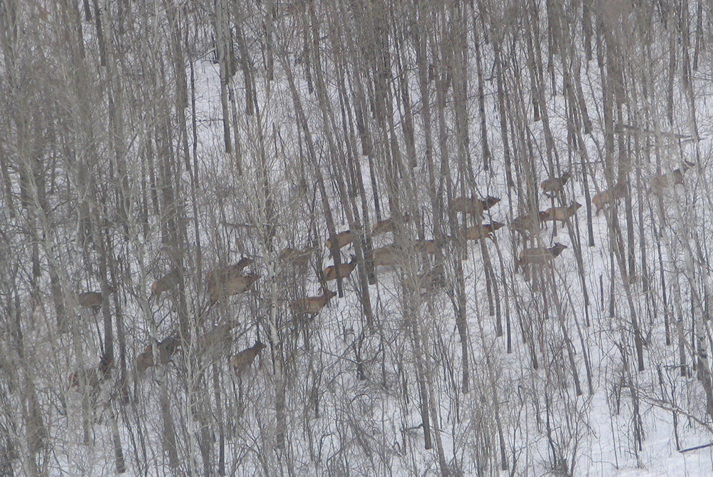 elk cows seen from the air over a wooded snowy landscape