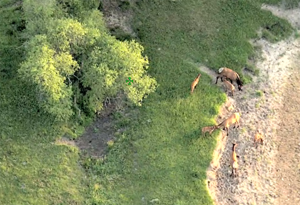 elk group with cows and calves seen from aircraft