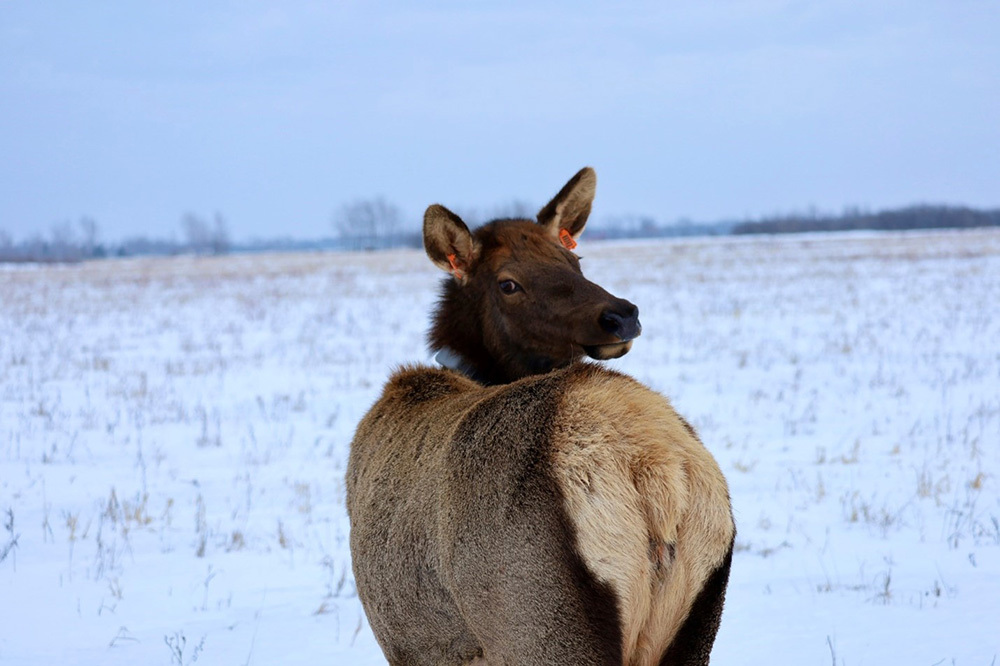 elk cow with a collar and ear tags looking back at photographer