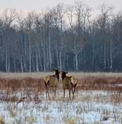 two elk walking away after collaring