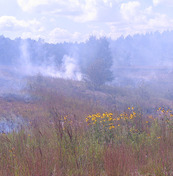 grassland, smoke and wildflowers with trees in the distance