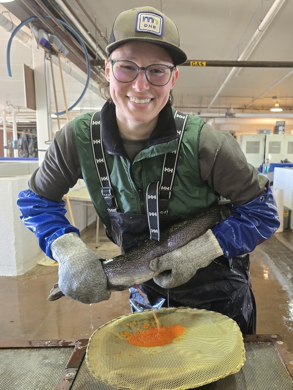 Minnesota DNR staff spawning a female steelhead at French River Hatchery