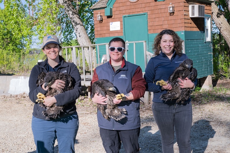 Nongame Wildlife Program staff holding three eaglets in preparation for banding 