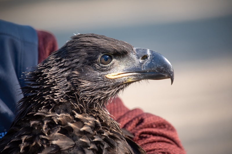 a close-up of an eaglet head