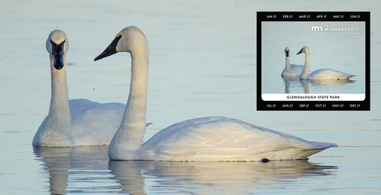 The 2026 state park vehicle permit sticker sits atop an image of two swans swimming on calm water. 