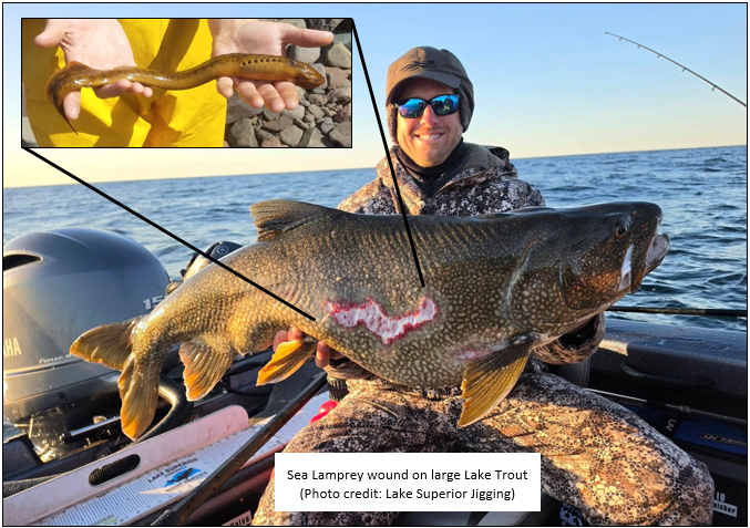 Angler holding large Lake Superior Lake Trout with massive Sea Lamprey scars on its side