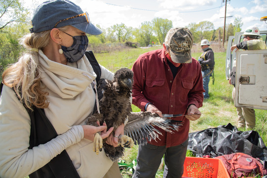 Lori Naumann banding an eaglet featured on the DNR EagleCam in 2024