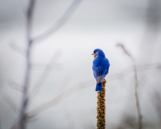 a bluebird perched 