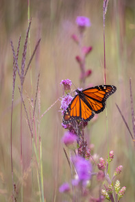 a monarch on a flower