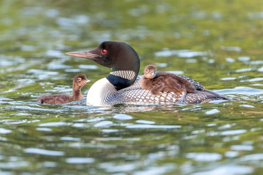 common loon family