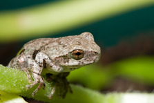 a closeup of a copes gray treefrog