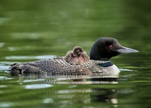loon with chick
