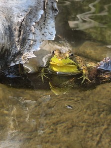 photo of a frog