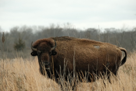 photo of a bison standing in a field