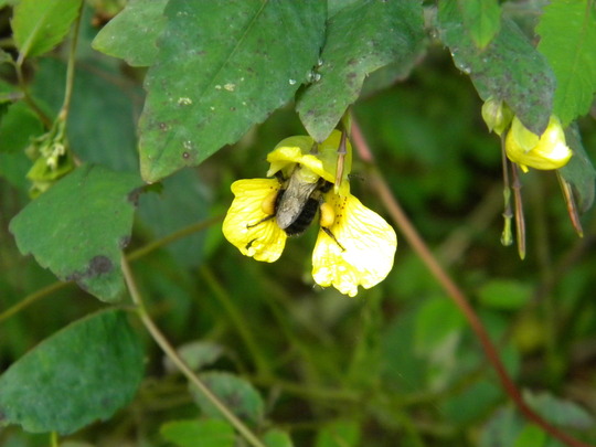 A bee tucked into a flower