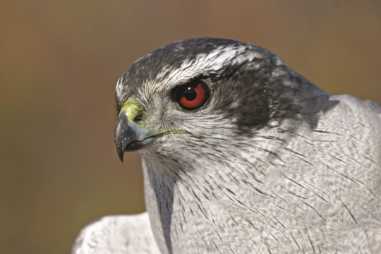 an american goshawk