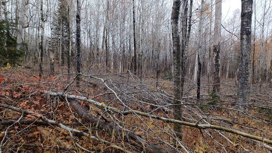 brush on the ground in an aspen stand