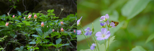 columbine flower and skipper butterfly
