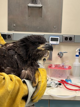 Grounded chick receiving care from The Raptor Center 