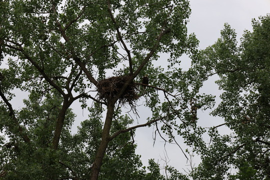 eaglecam nest