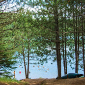 A swimming beach is just visible through a stand of pine trees. 