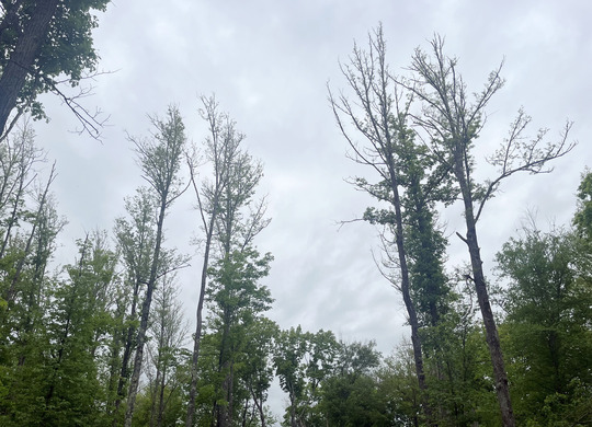 Trees show fewer leaves toward the top of their crowns in a forested stand. 