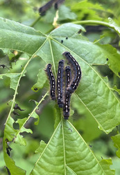 Three dark caterpillars with colorful spots on a damaged tree leaf. 